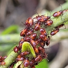 Oncopeltus (Oncopeltus) sordidus at Mimosa Rocks National Park - 11 Nov 2023 08:19 AM