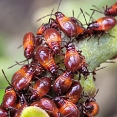 Oncopeltus (Oncopeltus) sordidus at Mimosa Rocks National Park - 11 Nov 2023 08:19 AM