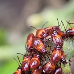 Oncopeltus (Oncopeltus) sordidus at Mimosa Rocks National Park - 11 Nov 2023 08:19 AM