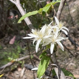 Clematis aristata at Namadgi National Park - 12 Nov 2023 12:45 PM