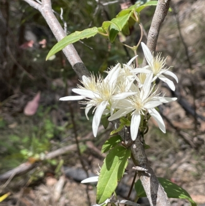 Clematis aristata (Mountain Clematis) at Rendezvous Creek, ACT - 12 Nov 2023 by JaneR
