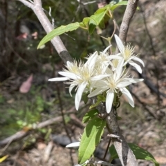 Clematis aristata (Mountain Clematis) at Rendezvous Creek, ACT - 12 Nov 2023 by JaneR