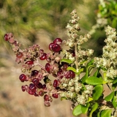 Rhagodia candolleana subsp. candolleana (Seaberry Saltbush) at Mimosa Rocks National Park - 11 Nov 2023 by trevorpreston