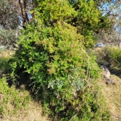 Rhagodia candolleana subsp. candolleana at Mimosa Rocks National Park - 11 Nov 2023