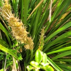 Lomandra longifolia (Spiny-headed Mat-rush, Honey Reed) at Wapengo, NSW - 10 Nov 2023 by trevorpreston