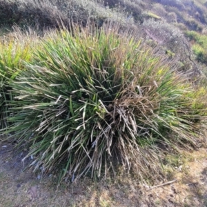 Lomandra longifolia at Mimosa Rocks National Park - 11 Nov 2023