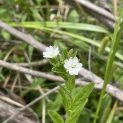 Epilobium billardiereanum subsp. hydrophilum at Rendezvous Creek, ACT - 12 Nov 2023 by JaneR