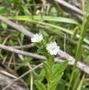 Epilobium billardiereanum subsp. hydrophilum at Namadgi National Park - 12 Nov 2023 01:15 PM