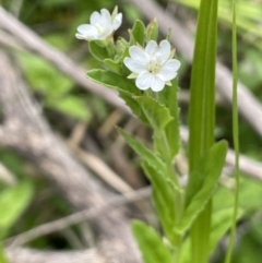 Epilobium billardiereanum subsp. hydrophilum at Namadgi National Park - 12 Nov 2023 01:15 PM