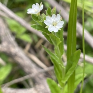 Epilobium billardiereanum subsp. hydrophilum at Namadgi National Park - 12 Nov 2023 01:15 PM