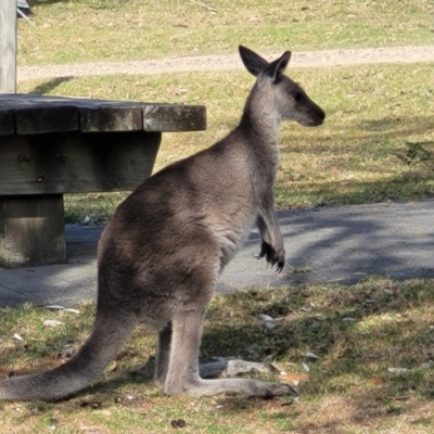 Macropus giganteus (Eastern Grey Kangaroo) at Wapengo, NSW - 10 Nov 2023 by trevorpreston