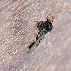 Unidentified Crane fly, midge, mosquito or gnat (several families) at Mimosa Rocks National Park - 10 Nov 2023 by trevorpreston