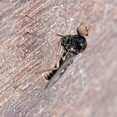 Unidentified Crane fly, midge, mosquito or gnat (several families) at Mimosa Rocks National Park - 10 Nov 2023 by trevorpreston