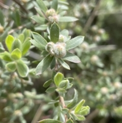 Leptospermum lanigerum (Woolly Teatree) at Rendezvous Creek, ACT - 12 Nov 2023 by JaneR