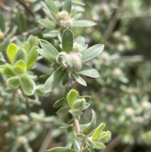 Leptospermum lanigerum at Namadgi National Park - 12 Nov 2023