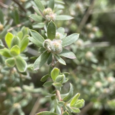 Leptospermum lanigerum (Woolly Teatree) at Namadgi National Park - 12 Nov 2023 by JaneR