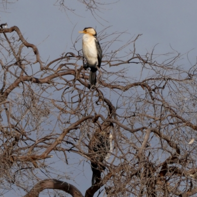 Microcarbo melanoleucos (Little Pied Cormorant) at Googong, NSW - 8 Nov 2023 by Wandiyali