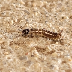 Unverified Earwig (Dermaptera) at Mimosa Rocks National Park - 11 Nov 2023 by trevorpreston