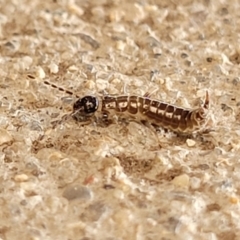 Unidentified Earwig (Dermaptera) at Mimosa Rocks National Park - 10 Nov 2023 by trevorpreston