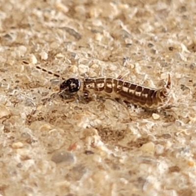 Unverified Earwig (Dermaptera) at Mimosa Rocks National Park - 11 Nov 2023 by trevorpreston