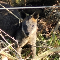 Wallabia bicolor (Swamp Wallaby) at Wapengo, NSW - 10 Nov 2023 by trevorpreston