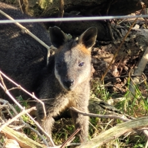 Wallabia bicolor at Mimosa Rocks National Park - 11 Nov 2023