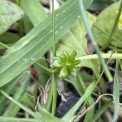 Ranunculus pimpinellifolius (Bog Buttercup) at Rendezvous Creek, ACT - 12 Nov 2023 by JaneR