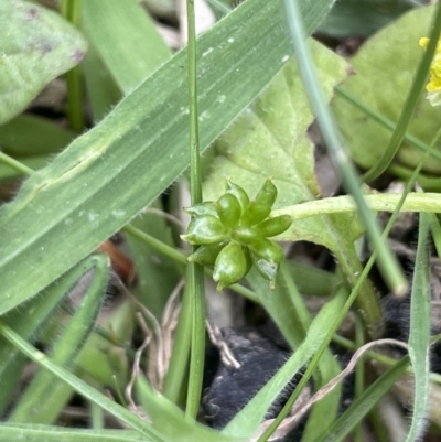 Ranunculus pimpinellifolius (Bog Buttercup) at Namadgi National Park - 12 Nov 2023 by JaneR