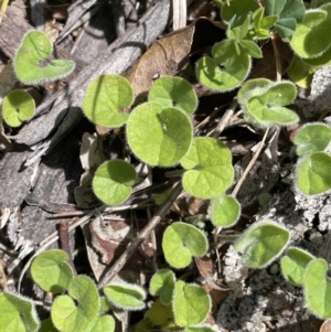 Dichondra repens at Namadgi National Park - 12 Nov 2023