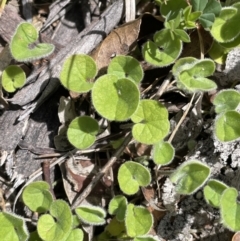 Dichondra repens (Kidney Weed) at Rendezvous Creek, ACT - 12 Nov 2023 by JaneR