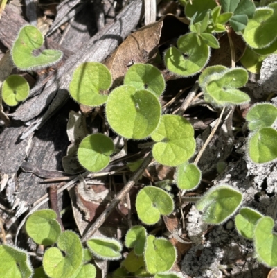 Dichondra repens (Kidney Weed) at Rendezvous Creek, ACT - 12 Nov 2023 by JaneR