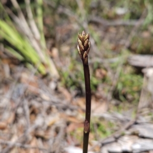 Dipodium sp. at Murramarang National Park - suppressed