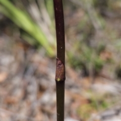 Dipodium sp. at Murramarang National Park - 6 Nov 2023