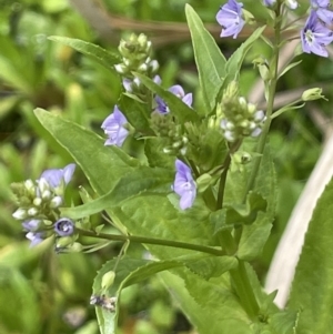 Veronica anagallis-aquatica at Namadgi National Park - 12 Nov 2023