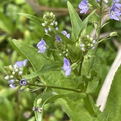 Veronica anagallis-aquatica (Blue Water Speedwell) at Namadgi National Park - 12 Nov 2023 by JaneR