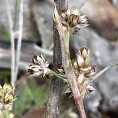 Luzula novae-cambriae (Rock Woodrush) at Rendezvous Creek, ACT - 12 Nov 2023 by JaneR