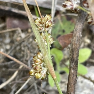 Luzula novae-cambriae at Namadgi National Park - 12 Nov 2023 02:02 PM