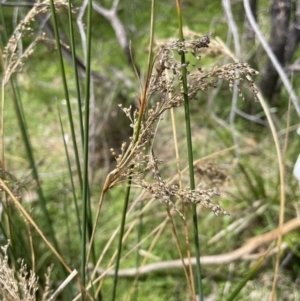 Juncus sarophorus at Namadgi National Park - 12 Nov 2023