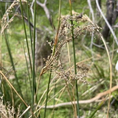 Juncus sarophorus (Broom Rush) at Rendezvous Creek, ACT - 12 Nov 2023 by JaneR