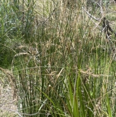 Juncus sarophorus at Namadgi National Park - 12 Nov 2023 01:34 PM