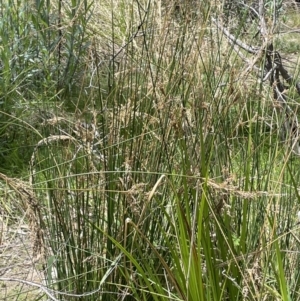 Juncus sarophorus at Namadgi National Park - 12 Nov 2023 01:34 PM