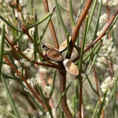 Hakea microcarpa (Small-fruit Hakea) at Rendezvous Creek, ACT - 12 Nov 2023 by JaneR