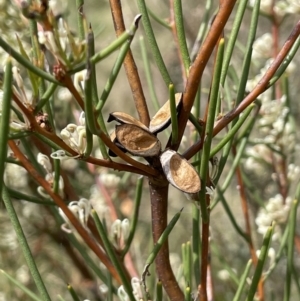 Hakea microcarpa at Namadgi National Park - 12 Nov 2023