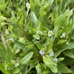 Myosotis laxa subsp. caespitosa (Water Forget-me-not) at Rendezvous Creek, ACT - 12 Nov 2023 by JaneR