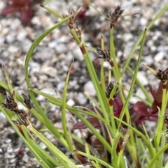 Schoenus apogon (Common Bog Sedge) at Namadgi National Park - 12 Nov 2023 by JaneR