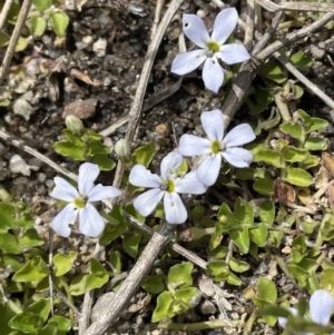 Lobelia pedunculata at Namadgi National Park - 12 Nov 2023