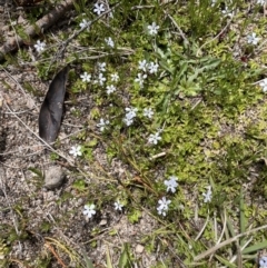 Lobelia pedunculata at Namadgi National Park - 12 Nov 2023