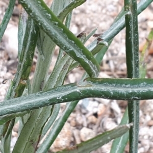 Senecio quadridentatus at Yaouk, NSW - 5 Nov 2023