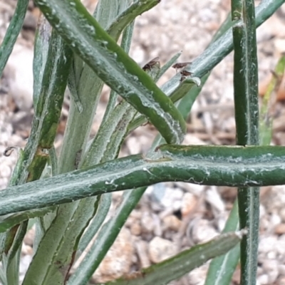 Senecio quadridentatus (Cotton Fireweed) at Yaouk, NSW - 5 Nov 2023 by Janet