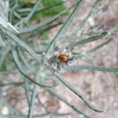 Senecio quadridentatus at Yaouk, NSW - 5 Nov 2023